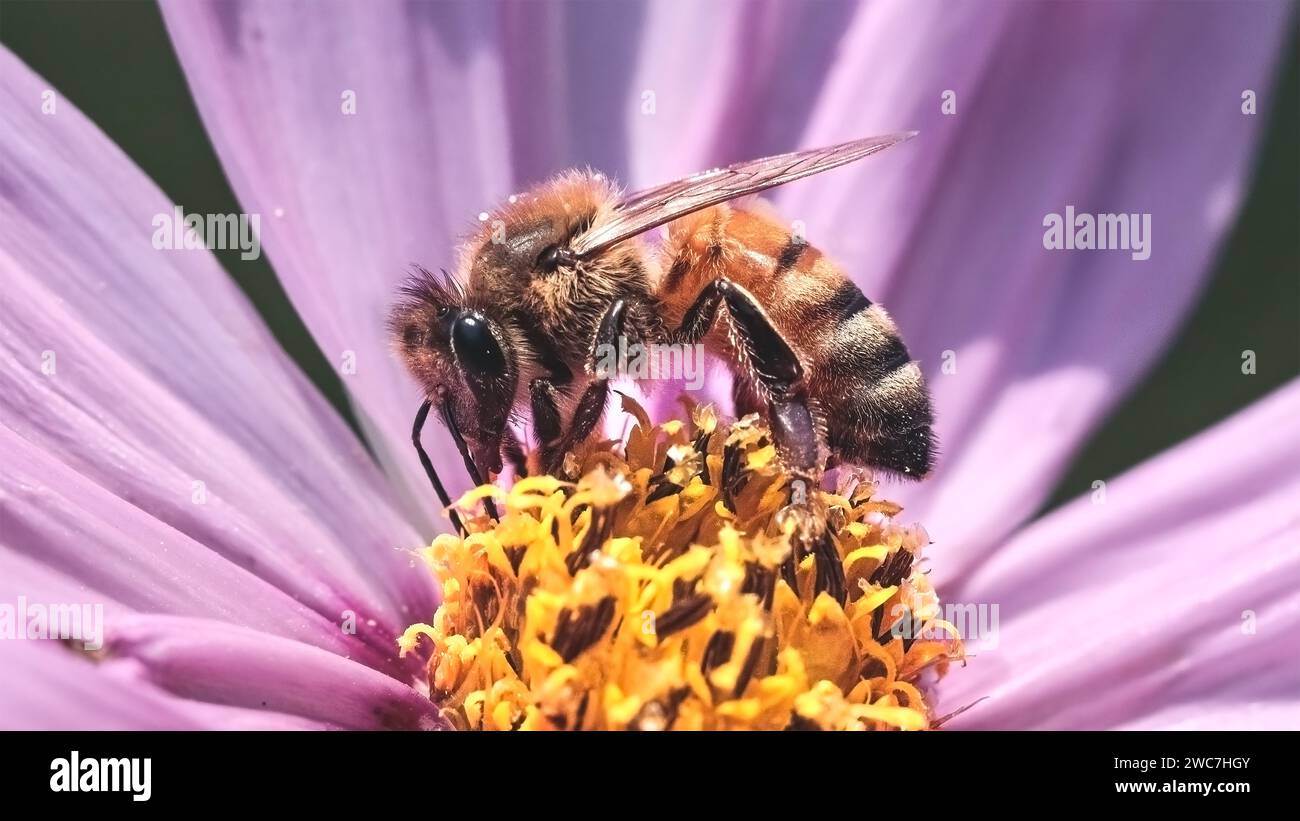 Gros plan d'une abeille européenne (Apis mellifera) pollinisant et se nourrissant d'une fleur rose du cosmos, profil latéral. Long Island, New York, États-Unis. Banque D'Images