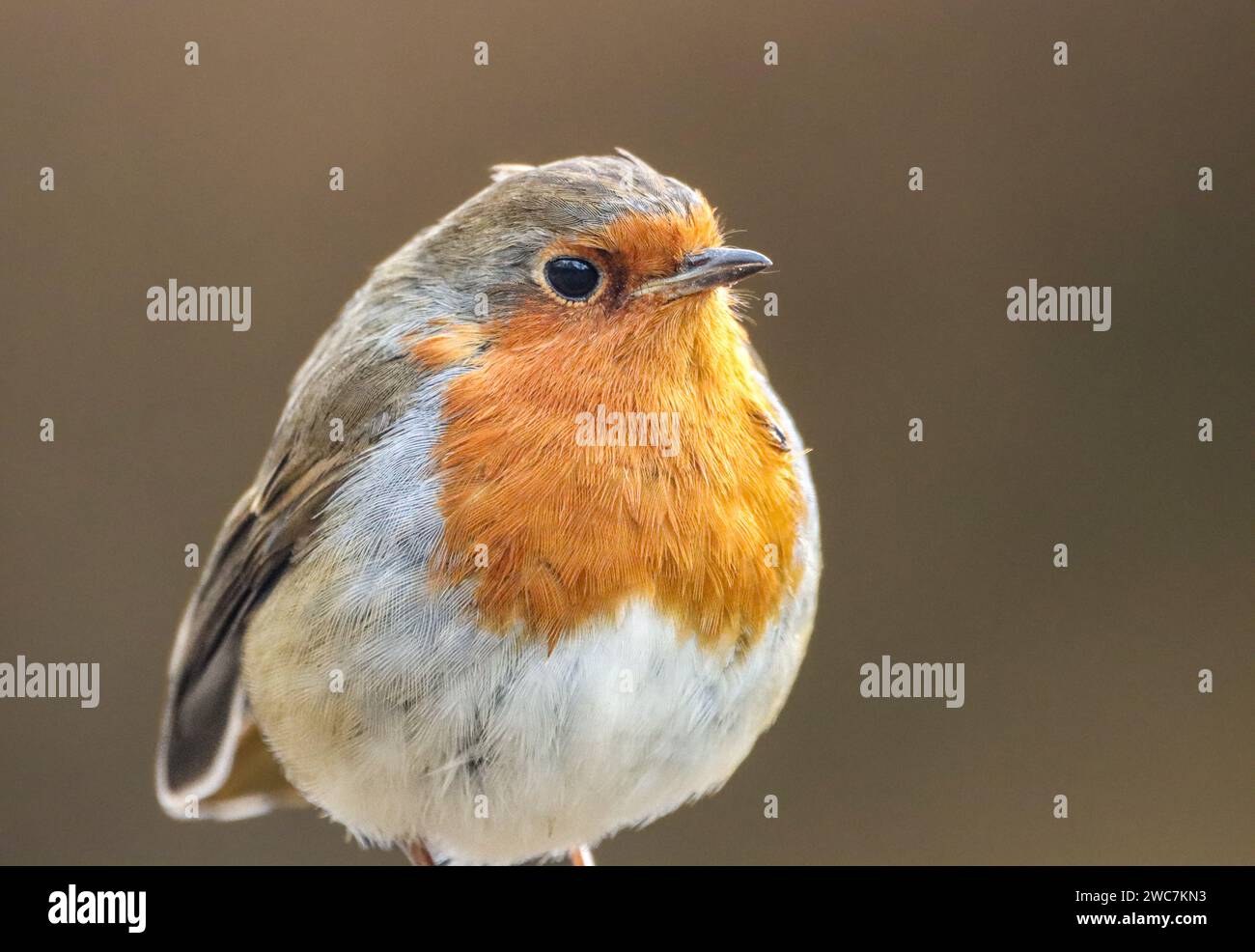 Un oiseau rouge-gorge vibrant et coloré perché gracieusement sur une branche d'arbre dans un cadre forestier luxuriant Banque D'Images