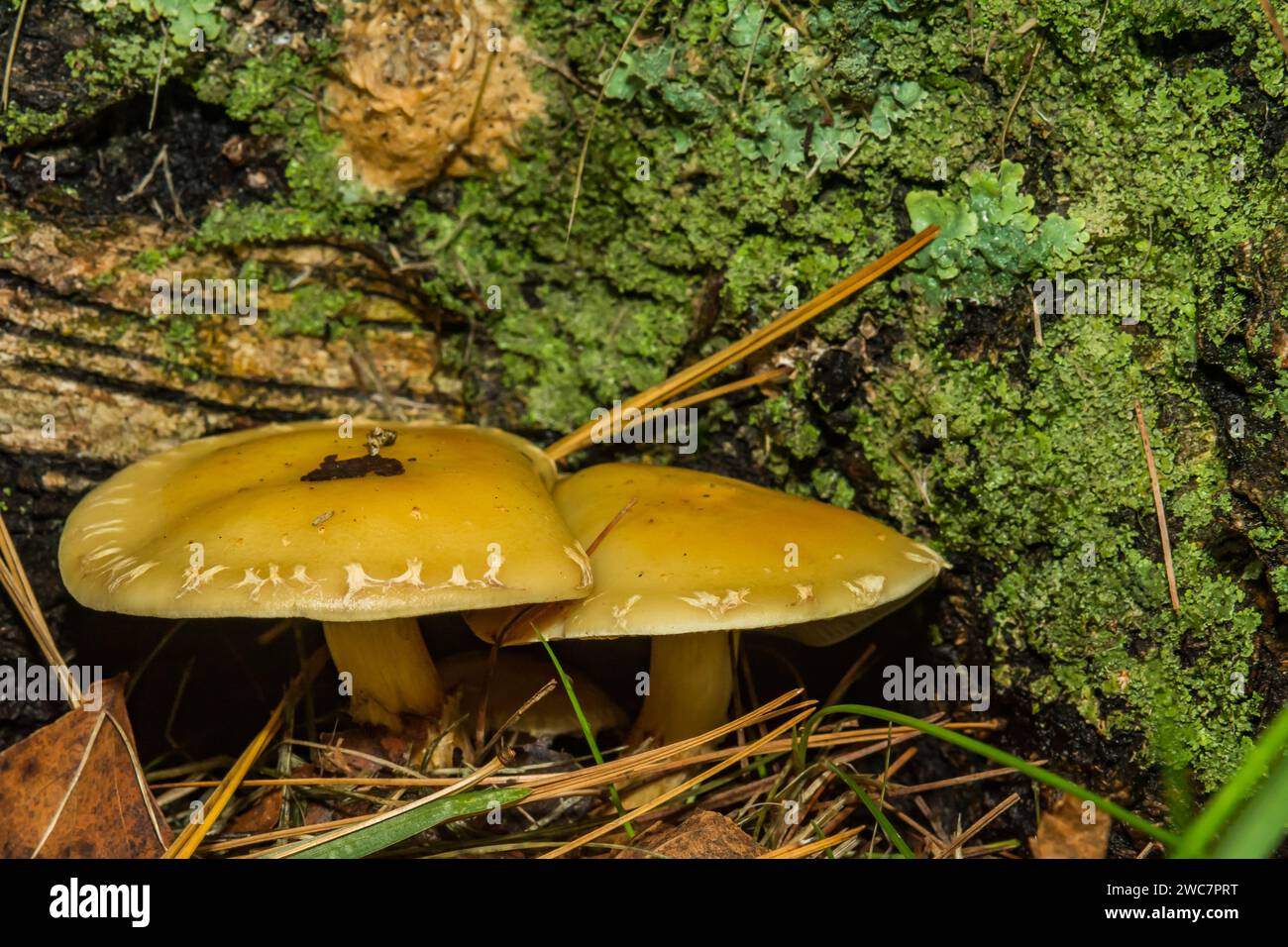 Hypholoma à giclées de fumée - Hypholoma capnoides Banque D'Images