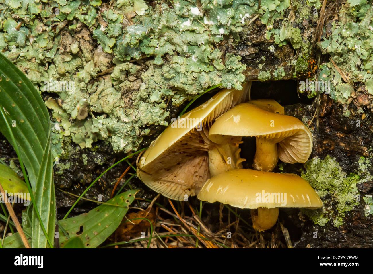 Hypholoma à giclées de fumée - Hypholoma capnoides Banque D'Images