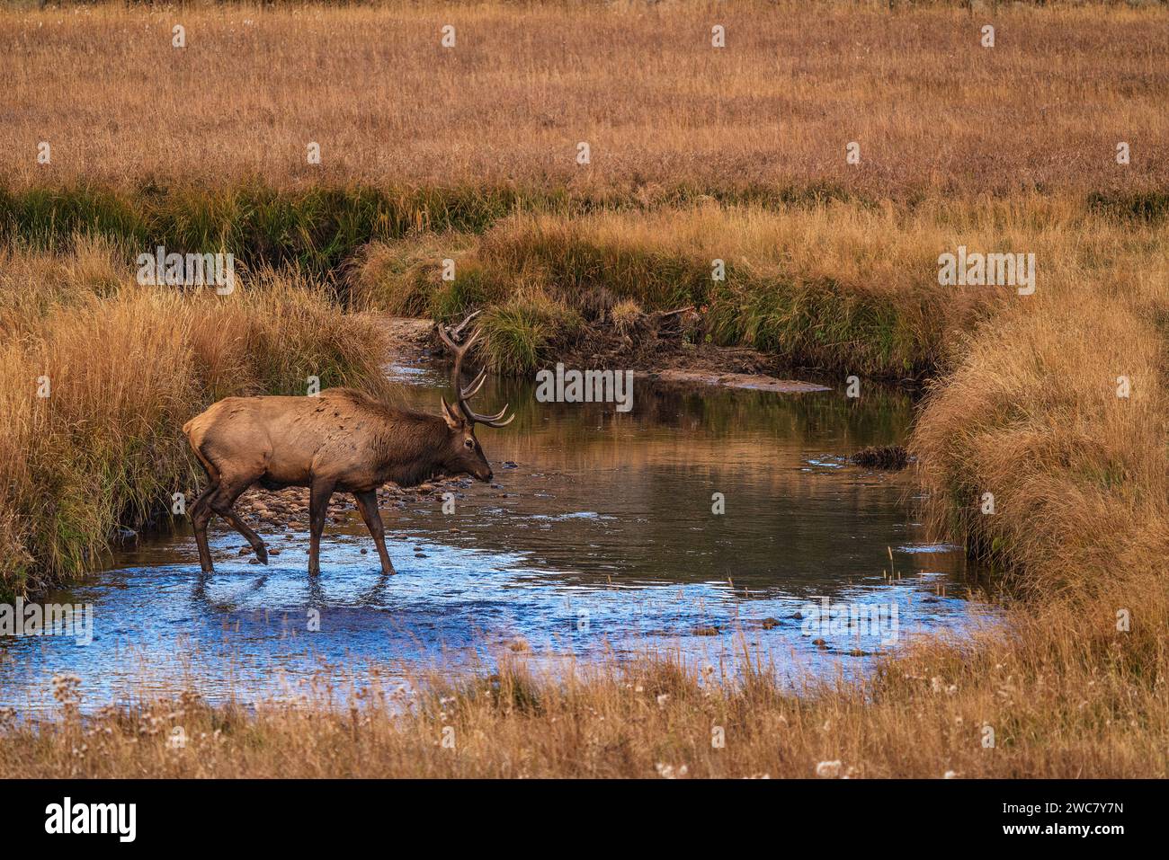 Wapitis à taureau traversant Big Thompson Creek dans le parc national des montagnes Rocheuses, Colorado Banque D'Images