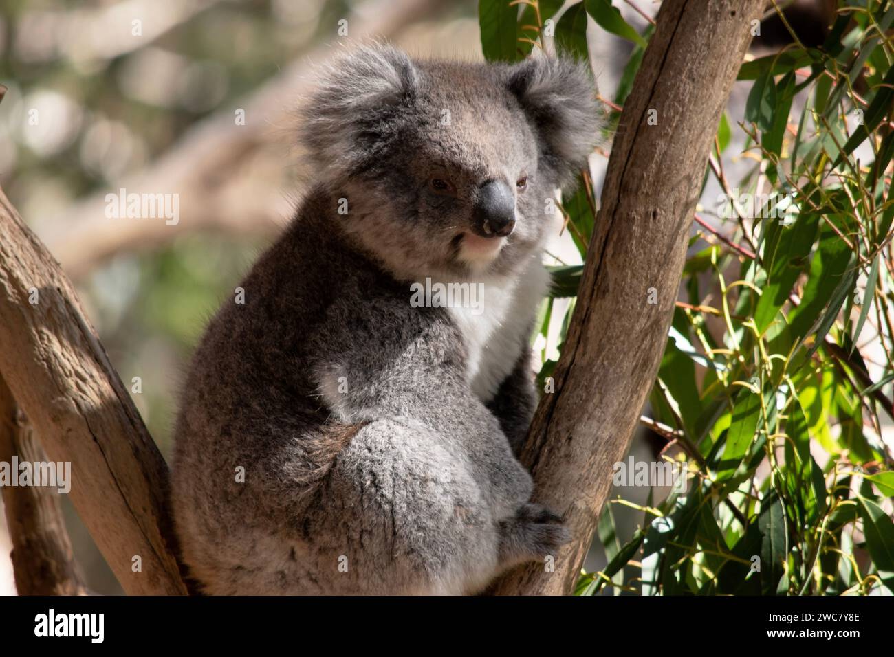 Le Koala a une grande tête ronde, de grandes oreilles de fourrure et un gros nez noir. Leur fourrure est habituellement de couleur gris-brun avec la fourrure blanche sur la poitrine, les bras intérieurs, Banque D'Images