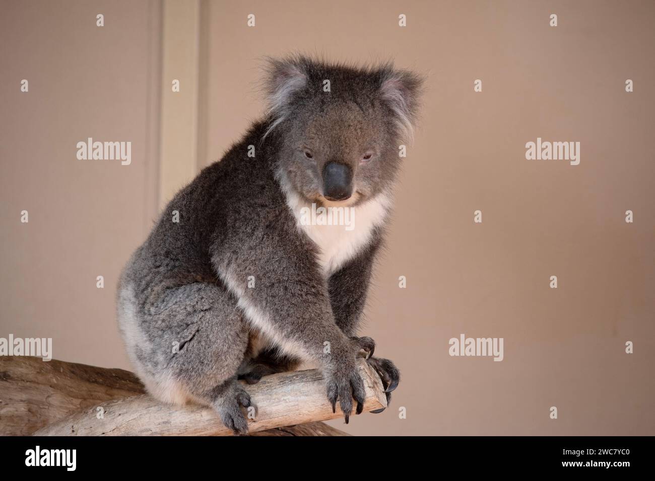 Le Koala a une grande tête ronde, de grandes oreilles de fourrure et un gros nez noir. Leur fourrure est habituellement de couleur gris-brun avec la fourrure blanche sur la poitrine, les bras intérieurs, Banque D'Images