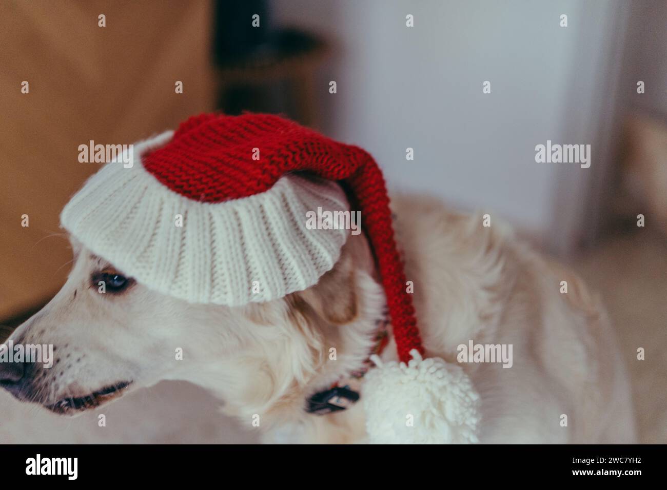 Une adorable canine avec une fourrure moelleuse est vue assis sur un tapis confortable orné de décorations festives Banque D'Images