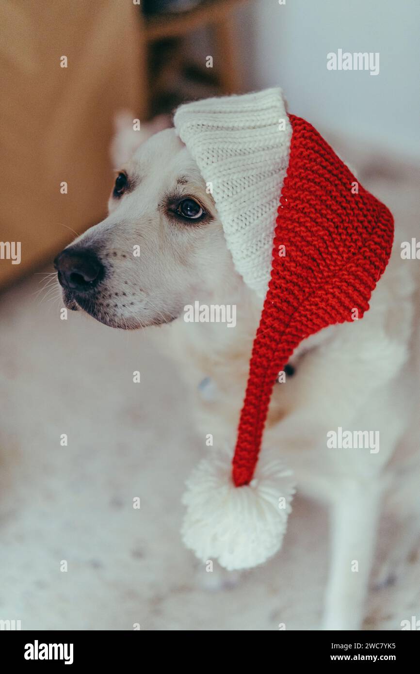 Un adorable compagnon canin assis sur l'herbe, portant un chapeau de Noël rouge festif Banque D'Images