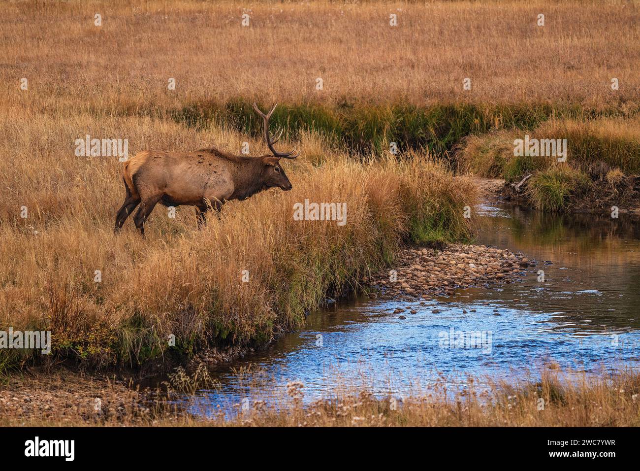 Wapitis à taureau traversant Big Thompson Creek dans le parc national des montagnes Rocheuses, Colorado Banque D'Images