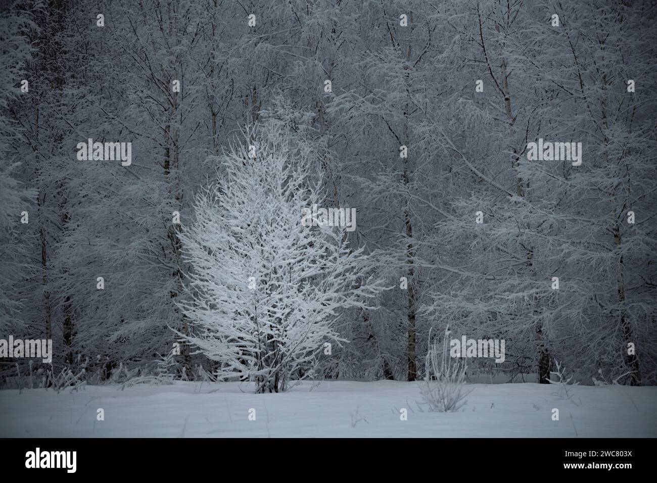 Un arbre est couvert de neige avec des bouleaux couverts de neige en arrière-plan, région de Moscou, Russie Banque D'Images