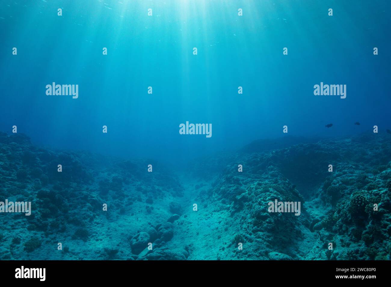 Plancher océanique de récif rocheux avec la lumière du soleil, fond sous-marin naturel dans l'océan Pacifique Sud, Tahiti, Polynésie française, scène naturelle Banque D'Images