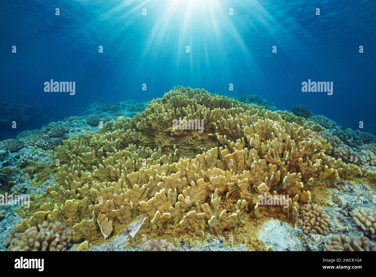 Soleil sous l'eau avec corail de feu sur le fond de l'océan, paysage marin dans l'océan Pacifique, scène naturelle, Huahine, Polynésie française Banque D'Images