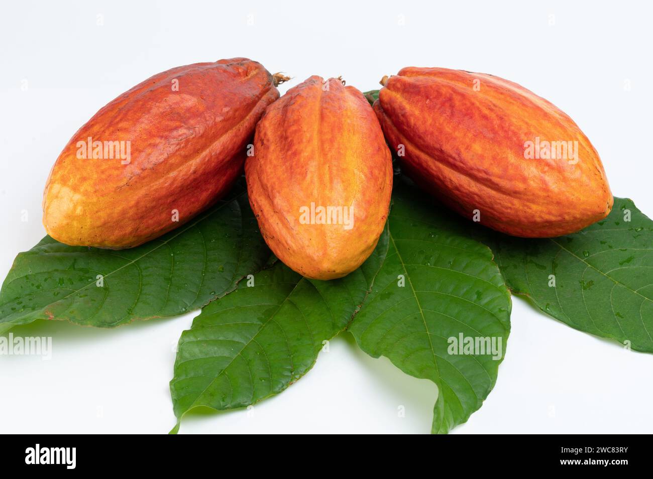 Mûr frais de fruits de cacaoyer isolé sur fond de studio blanc Banque D'Images Mûr frais de fruits de cacaoyer isolé sur fond de studio blanc Banque D'Images