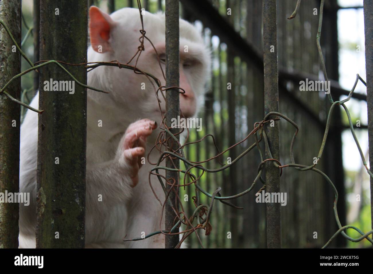 Un singe blanc ou albinos, a l'air affamé et un peu faible au zoo de Medan, situé sur Jalan Semalingkar, le singe avait l'air stressé par manque d'attention de la part du personnel médical. Banque D'Images