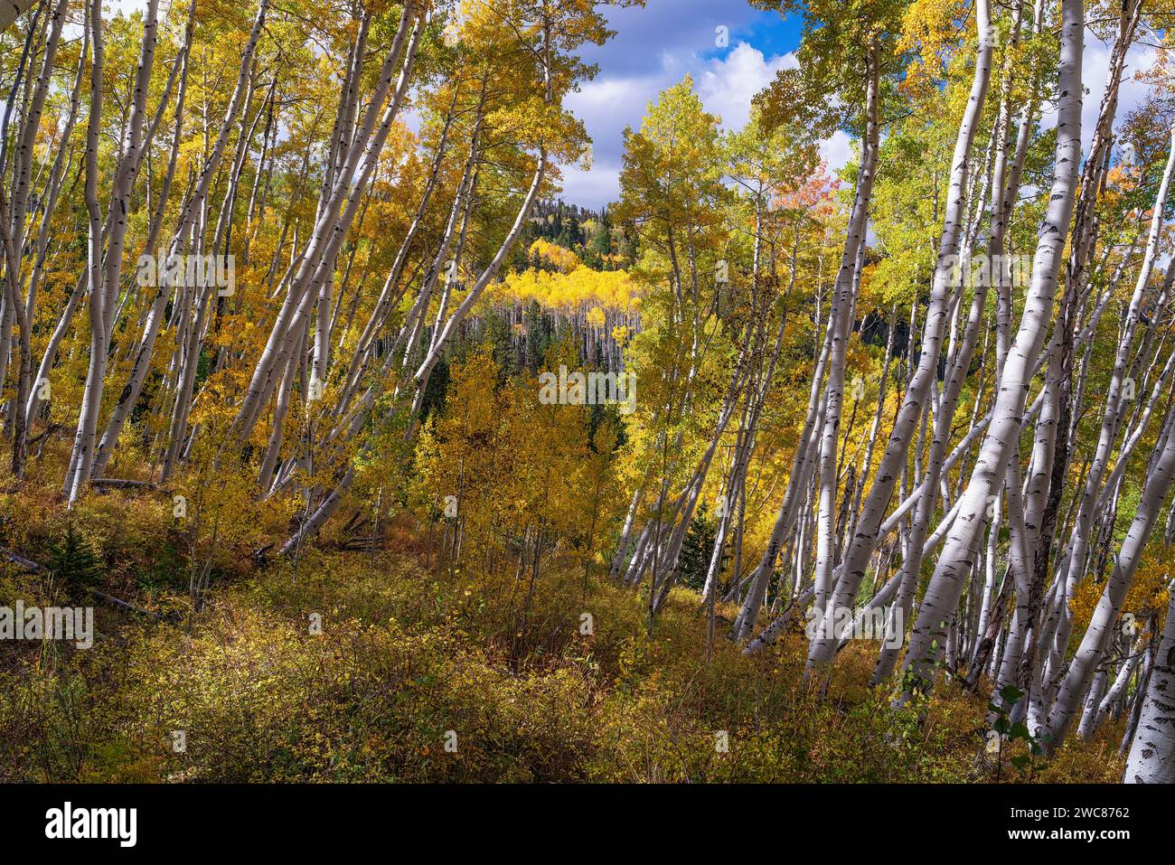 Beaux trembles d'automne dans les montagnes de San Juan du Colorado Banque D'Images