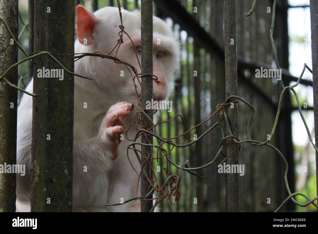 Medan, Indonésie. 14 janvier 2024. Un singe blanc ou albinos, a l'air affamé et un peu faible au zoo de Medan, situé sur Jalan Semalingkar, le singe avait l'air stressé par manque d'attention de la part du personnel médical. (Image de crédit : © Kartik Byma/SOPA Images via ZUMA Press Wire) USAGE ÉDITORIAL SEULEMENT! Non destiné à UN USAGE commercial ! Banque D'Images