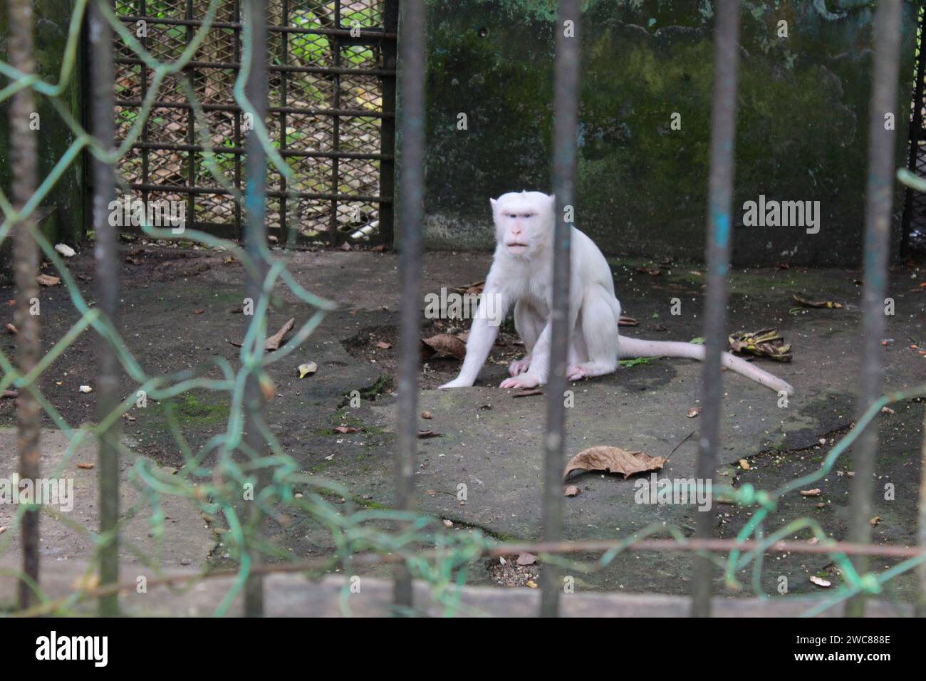 Medan, Indonésie. 14 janvier 2024. Un singe blanc ou albinos, a l'air affamé et un peu faible au zoo de Medan, situé sur Jalan Semalingkar, le singe avait l'air stressé par manque d'attention de la part du personnel médical. (Image de crédit : © Kartik Byma/SOPA Images via ZUMA Press Wire) USAGE ÉDITORIAL SEULEMENT! Non destiné à UN USAGE commercial ! Banque D'Images