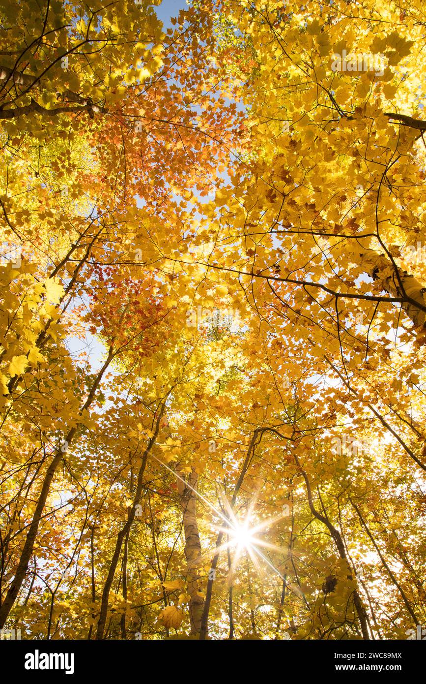 Sunburst à travers les bouleaux d'automne brillamment colorés à Pictured Rocks National Lakeshore dans le HAUT du Michigan Banque D'Images