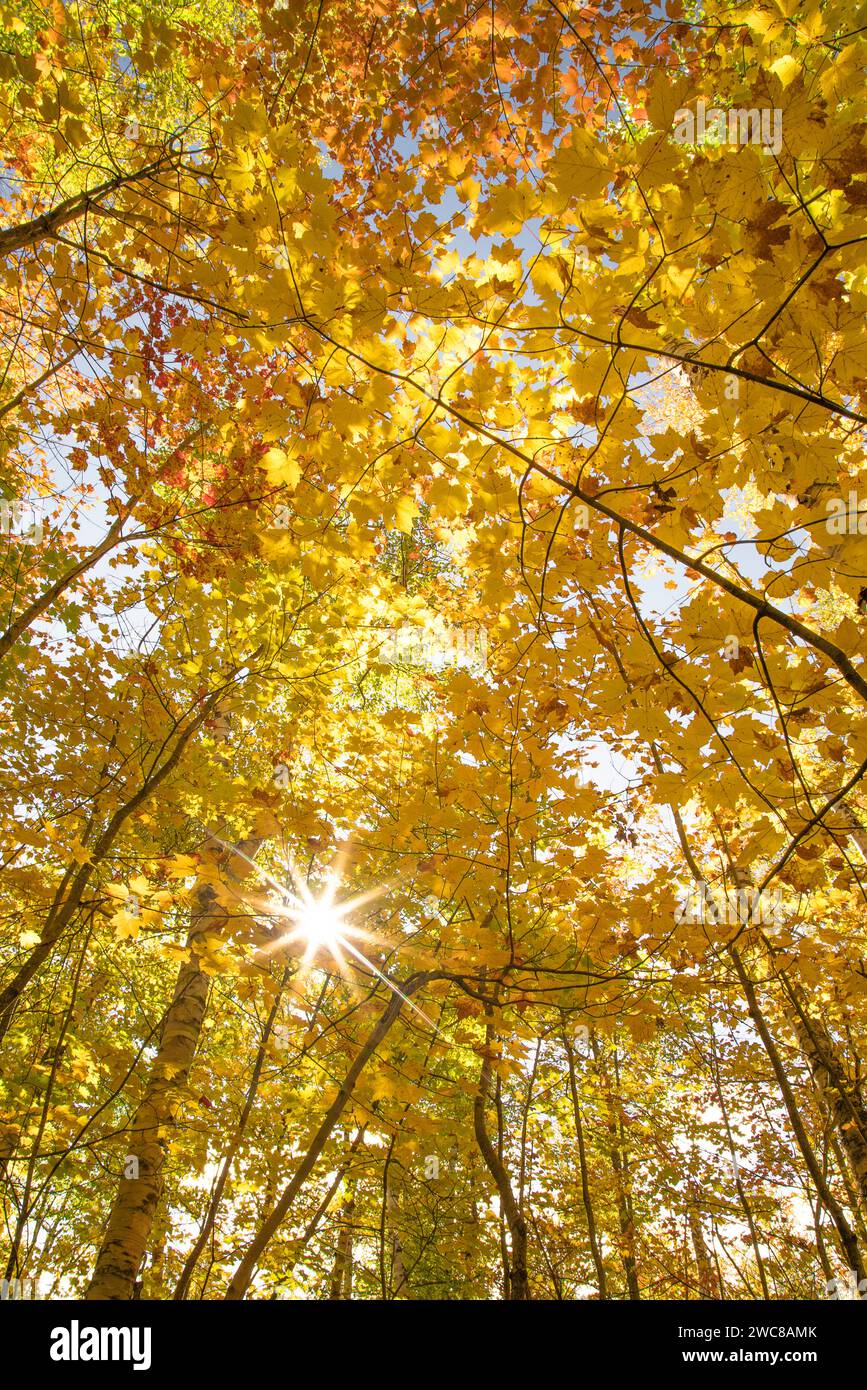 Sunburst à travers les bouleaux d'automne brillamment colorés à Pictured Rocks National Lakeshore dans le HAUT du Michigan Banque D'Images