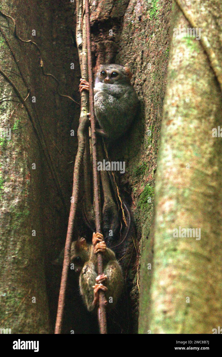 Deux individus du tarsier spectral de Gursky (Tarsius spectrumgurskyae), un primate nocturne, sont visibles en plein jour sur leur nichoir dans la forêt tropicale de la réserve naturelle de Tangkoko, Sulawesi du Nord, en Indonésie. La conservation des primates est un défi comportemental et, en tant que tel, nécessite des solutions éclairées sur le plan comportemental, selon une équipe de scientifiques dirigée par Harry Hilser dans leur article de 2023 publié par International Journal of Primatology. Il faut aussi, ont-ils écrit, « Une stratégie holistique d'éducation, de renforcement des capacités et de conservation communautaire s'appuie sur un mélange de connaissances de... Banque D'Images