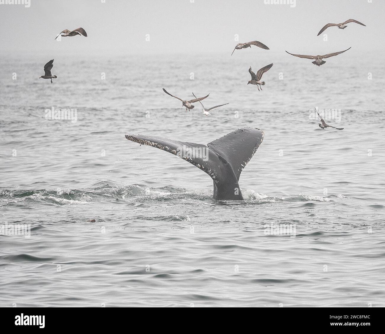 Observation des baleines sur la baie de Monterey en Californie Banque D'Images