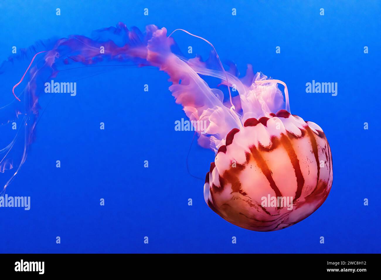 La marbrure de la mer du Pacifique (Chrysaora fuscescens), à l'aquarium de la baie de Monterey, en Californie Banque D'Images