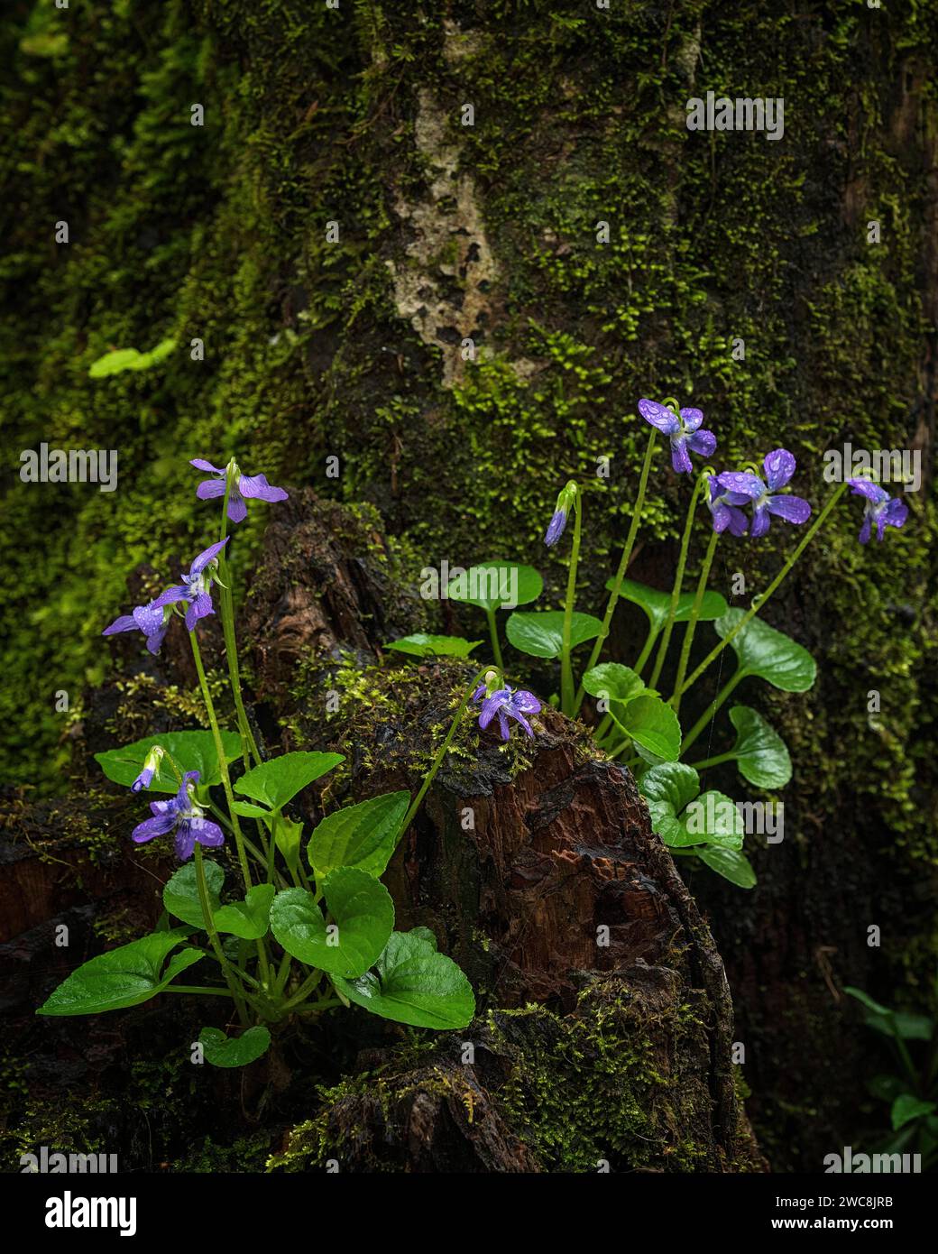 Le violet bleu commun pousse à partir d'une souche dans la Middle Prong Little River dans la section Tremont du parc national des Great Smoky Mountains dans le Tennessee Banque D'Images
