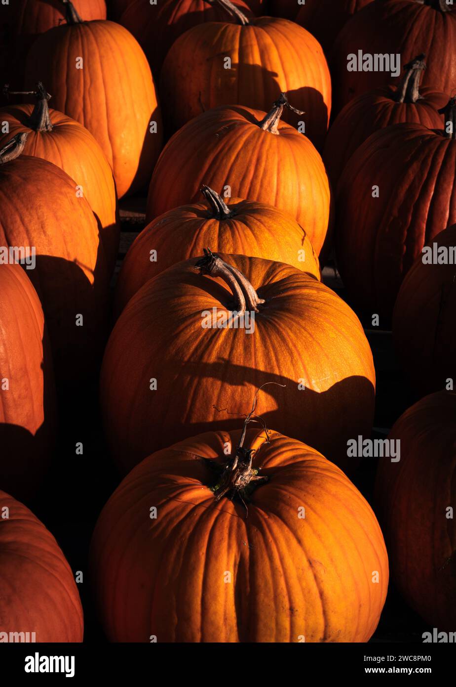 Rangées de citrouilles à la lumière du matin Banque D'Images