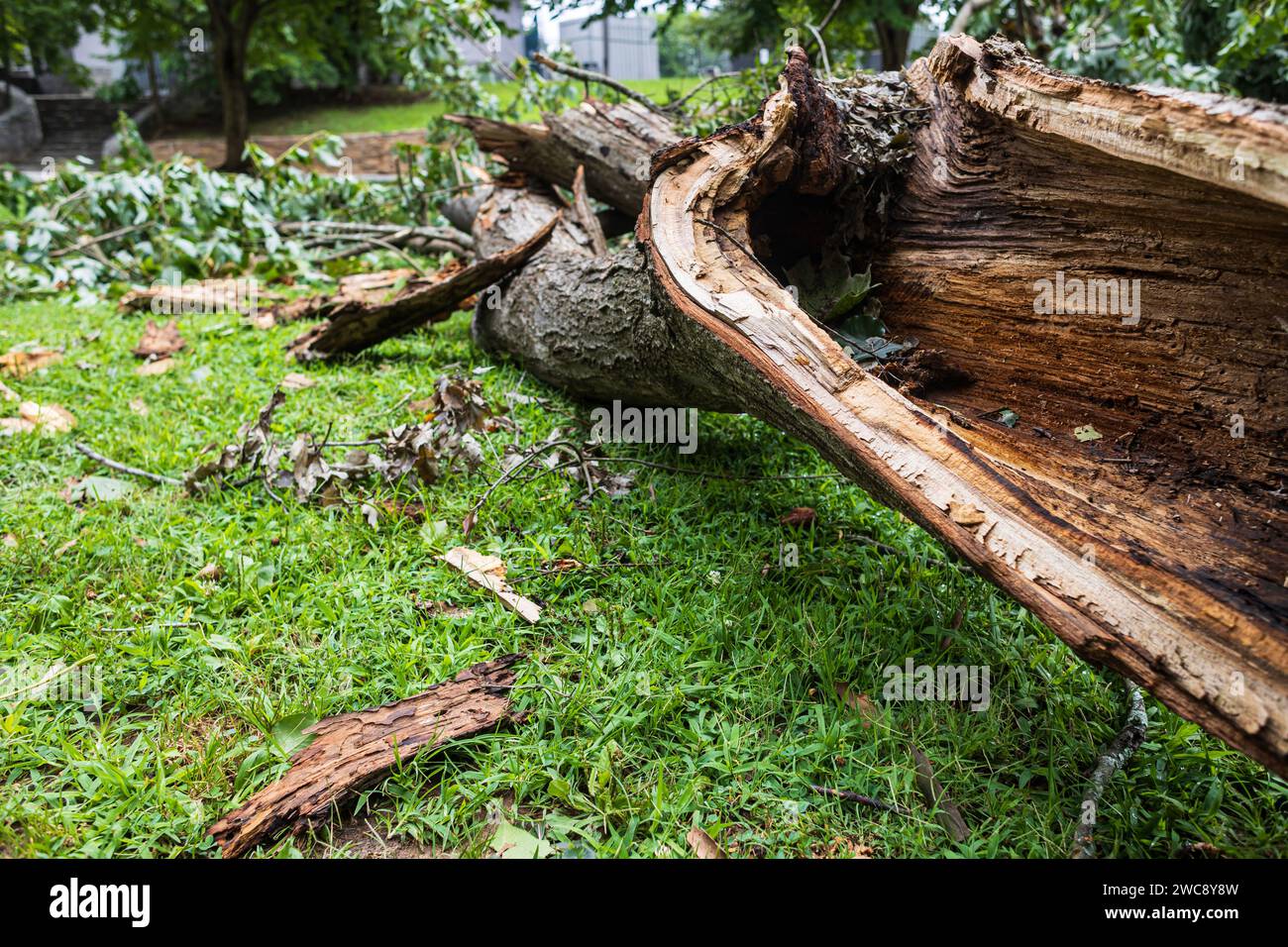 Une énorme branche d'un arbre de bois dur est brisée en morceaux sur le sol après une tempête violente. Banque D'Images