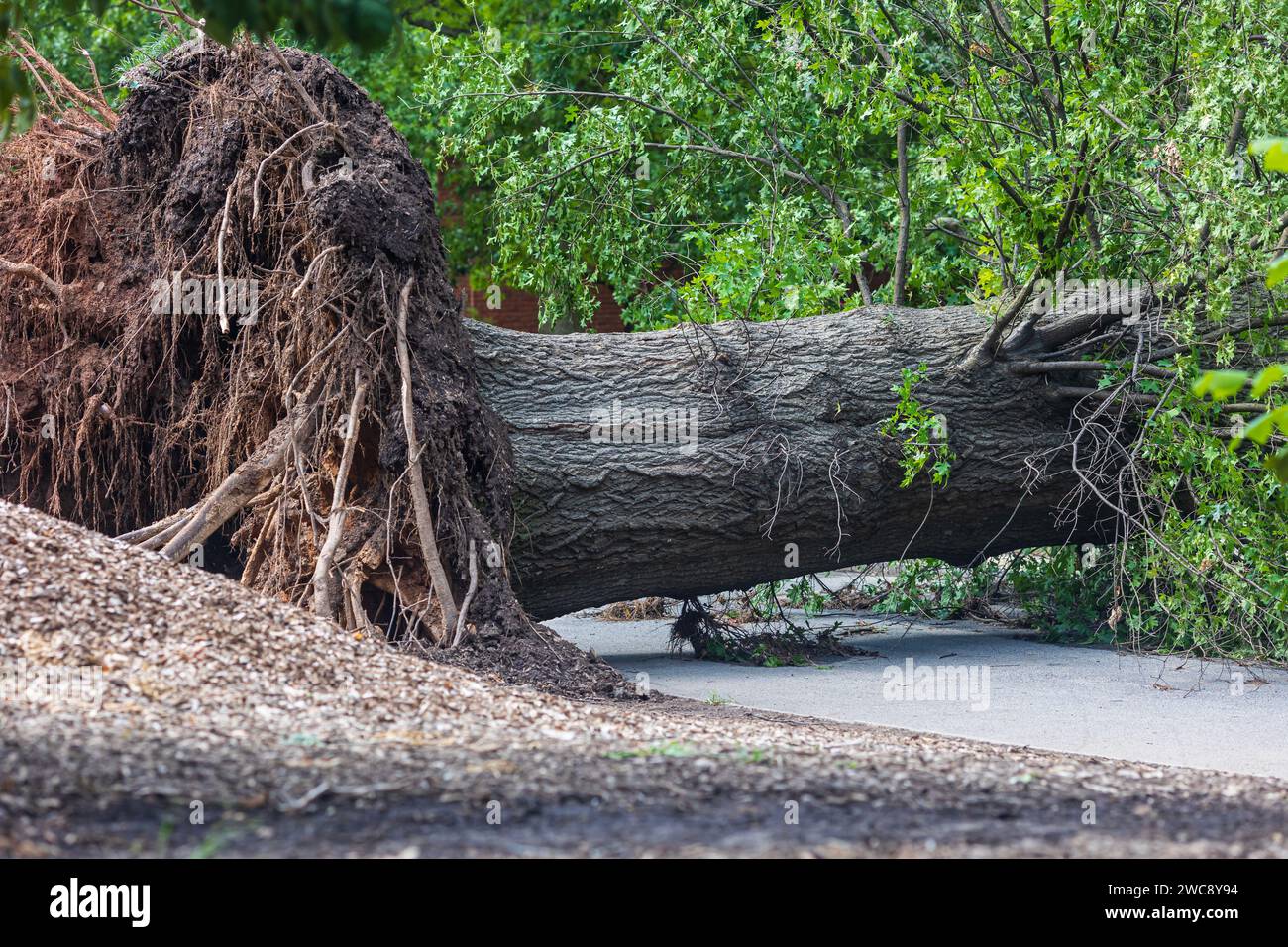 Un gigantesque arbre de bois dur vieux repose tombé et déraciné à travers un chemin de randonnée dans un parc d'Atlanta après une tempête violente. Banque D'Images