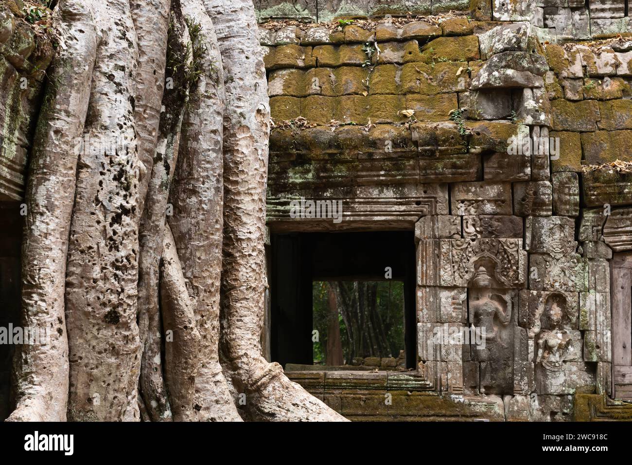 Racines d'arbre spung couvrant les ruines du temple de Ta Prohn avec des danseurs apsara sculptés dans la pierre sur la droite Banque D'Images
