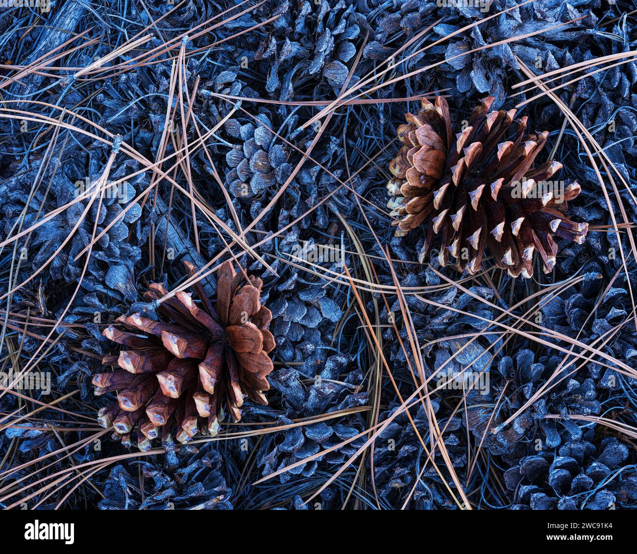 Pommes de pin et aiguilles sous un pin Ponderosa dans le parc national de Zion, Utah Banque D'Images