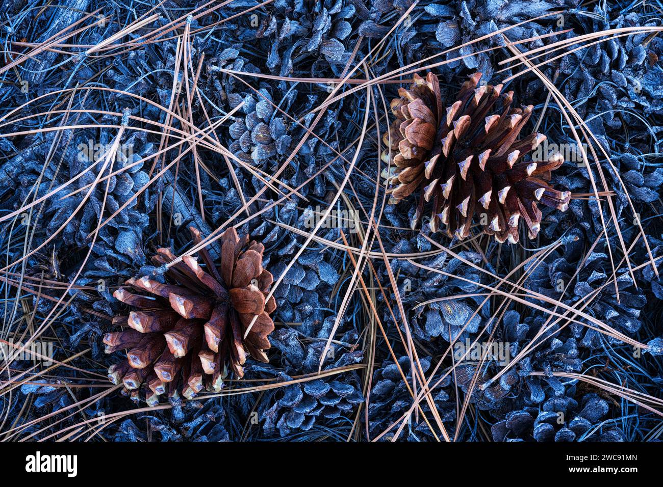 Pommes de pin et aiguilles sous un pin Ponderosa dans le parc national de Zion, Utah Banque D'Images