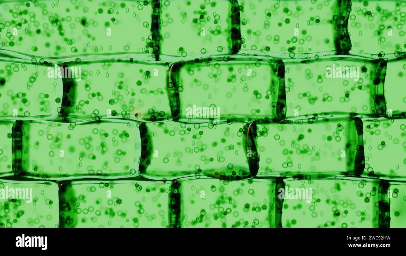 rendu 3d d'une vue microscopique d'une cellule végétale. La cellule est verte, c'est parce qu'elle contient des chloroplastes, Banque D'Images