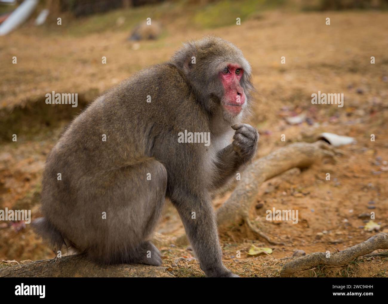 Le macaque japonais (Macaca fuscata), visage en rouge, également connu sous le nom de singe des neiges, est une espèce de singe terrestre de l'ancien monde originaire du Japon. Banque D'Images