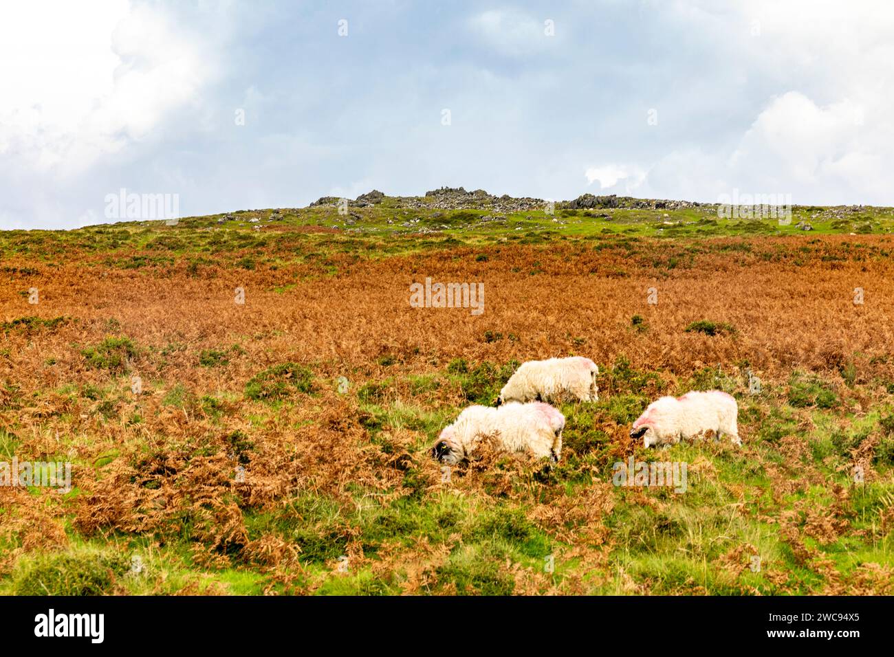 Parc national de Dartmoor, moutons de ferme errant sur les landes de Dartmoor, Devon, Angleterre, Royaume-Uni, 2023 Banque D'Images