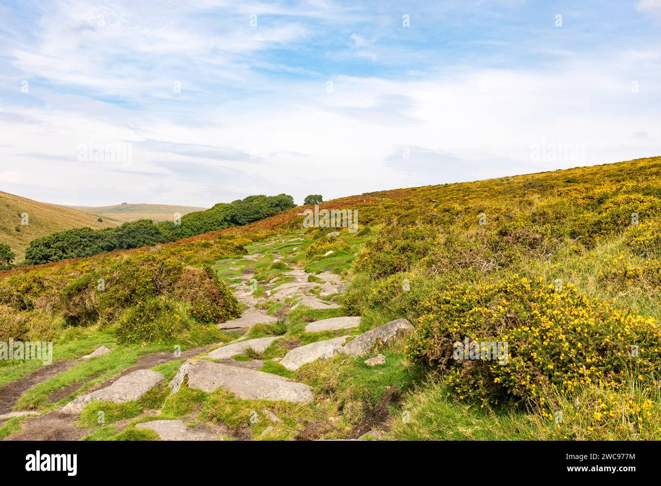 Vallée de West Dart et bois de chêne Wistmans dans la distance, chemin de randonnée vers les bois à travers le parc national de Dartmoor, Devon, Angleterre, Royaume-Uni, 2023 Banque D'Images