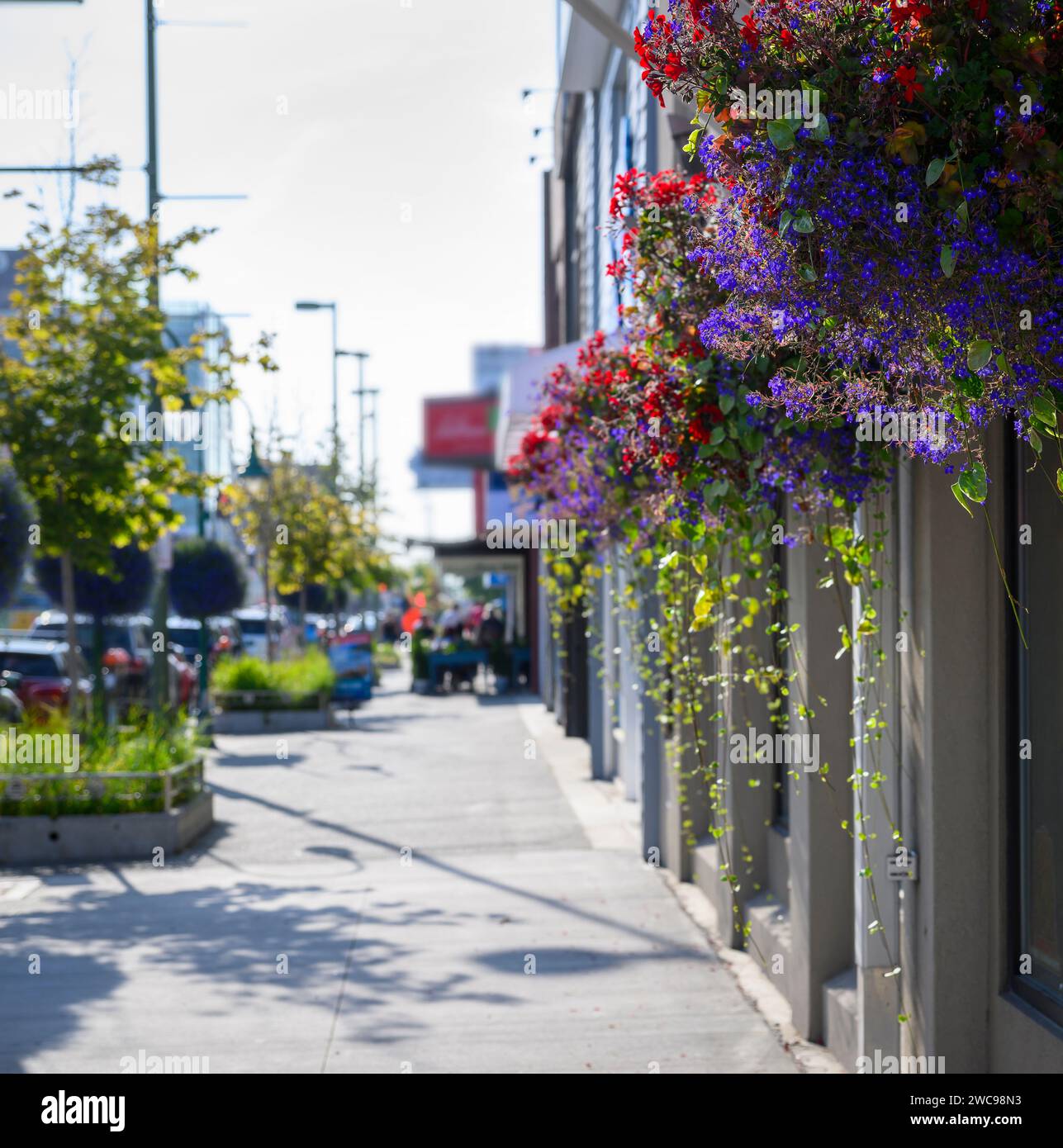 Belles fleurs accrochées aux murs des boutiques du centre-ville d'Anchorage. Alaska.format vertical. Banque D'Images