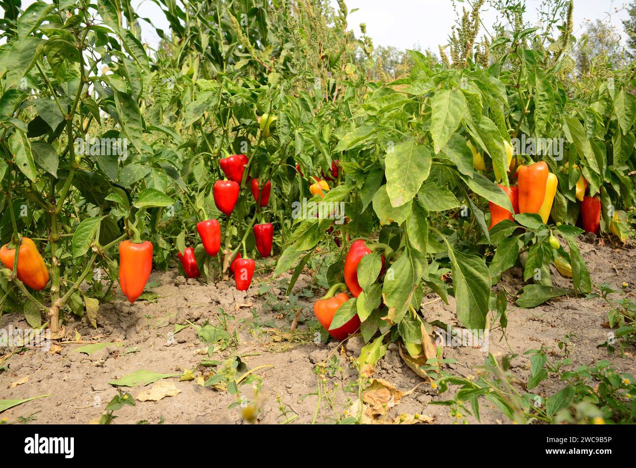Plantation, culture et récolte des plants de poivron doux Banque D'Images