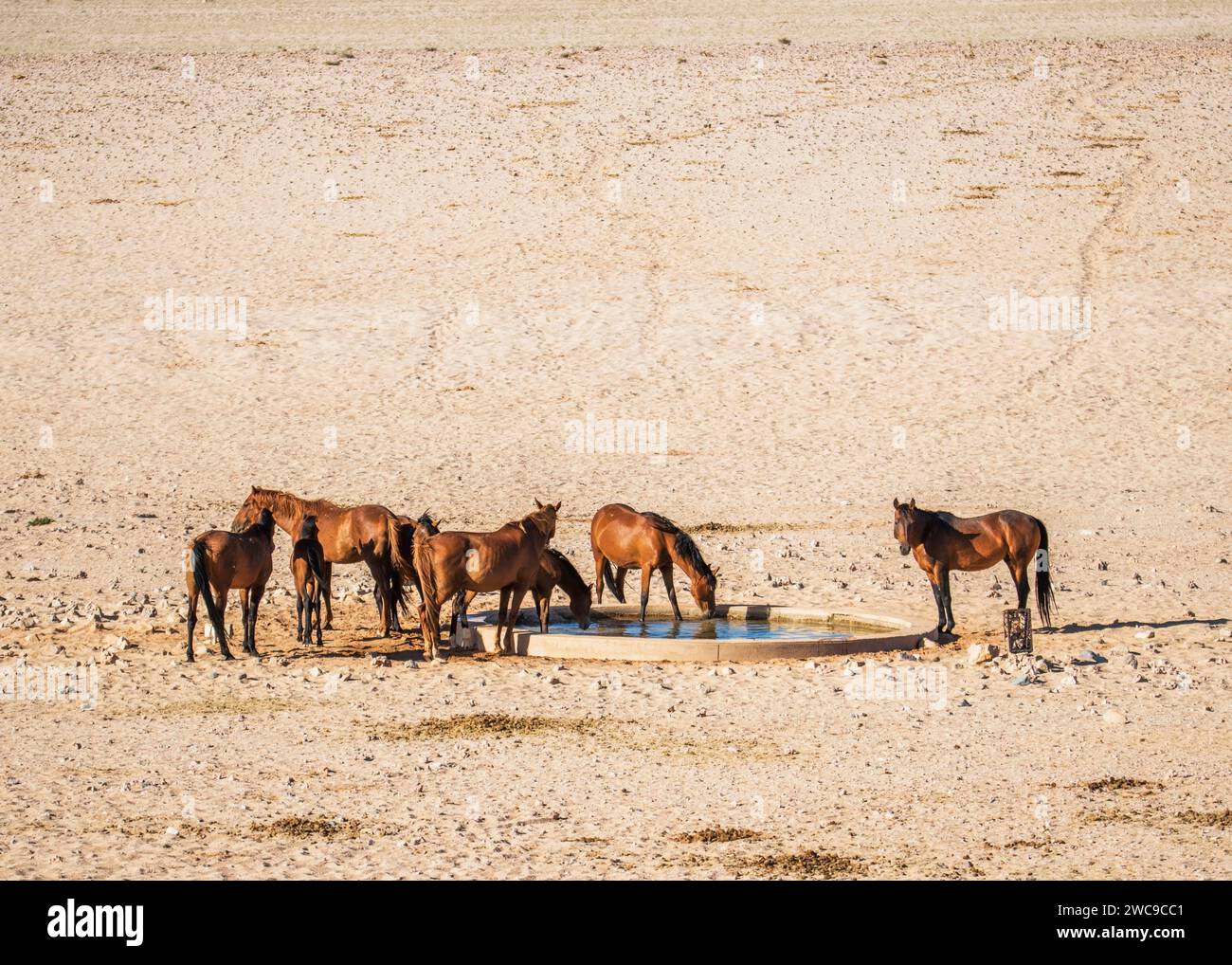 Desert Horses (Feral) race mélange cheval d'équitation et chevaux de cavalerie German Breeding libéré pendant la première Guerre mondiale Garub Plains près d'Aus Namibie. Banque D'Images