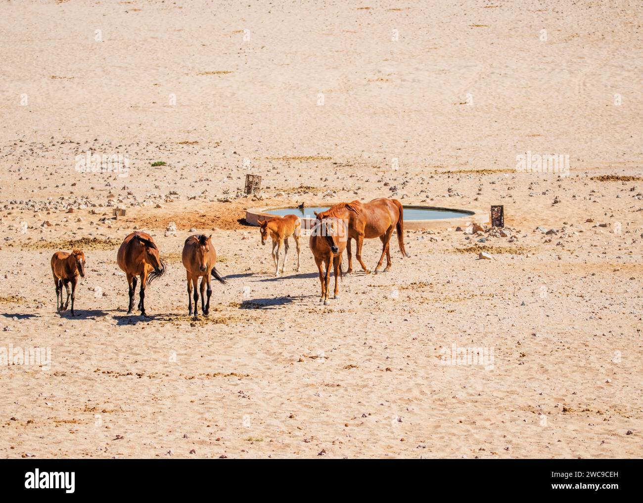 Desert Horses (Feral) race mélange cheval d'équitation et chevaux de cavalerie German Breeding libéré pendant la première Guerre mondiale Garub Plains près d'Aus Namibie. Banque D'Images