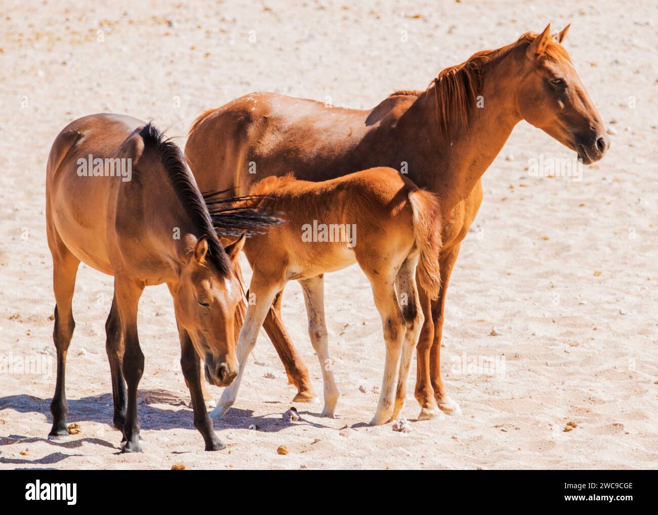 Desert Horses (Feral) race mélange cheval d'équitation et chevaux de cavalerie German Breeding libéré pendant la première Guerre mondiale Garub Plains près d'Aus Namibie. Banque D'Images
