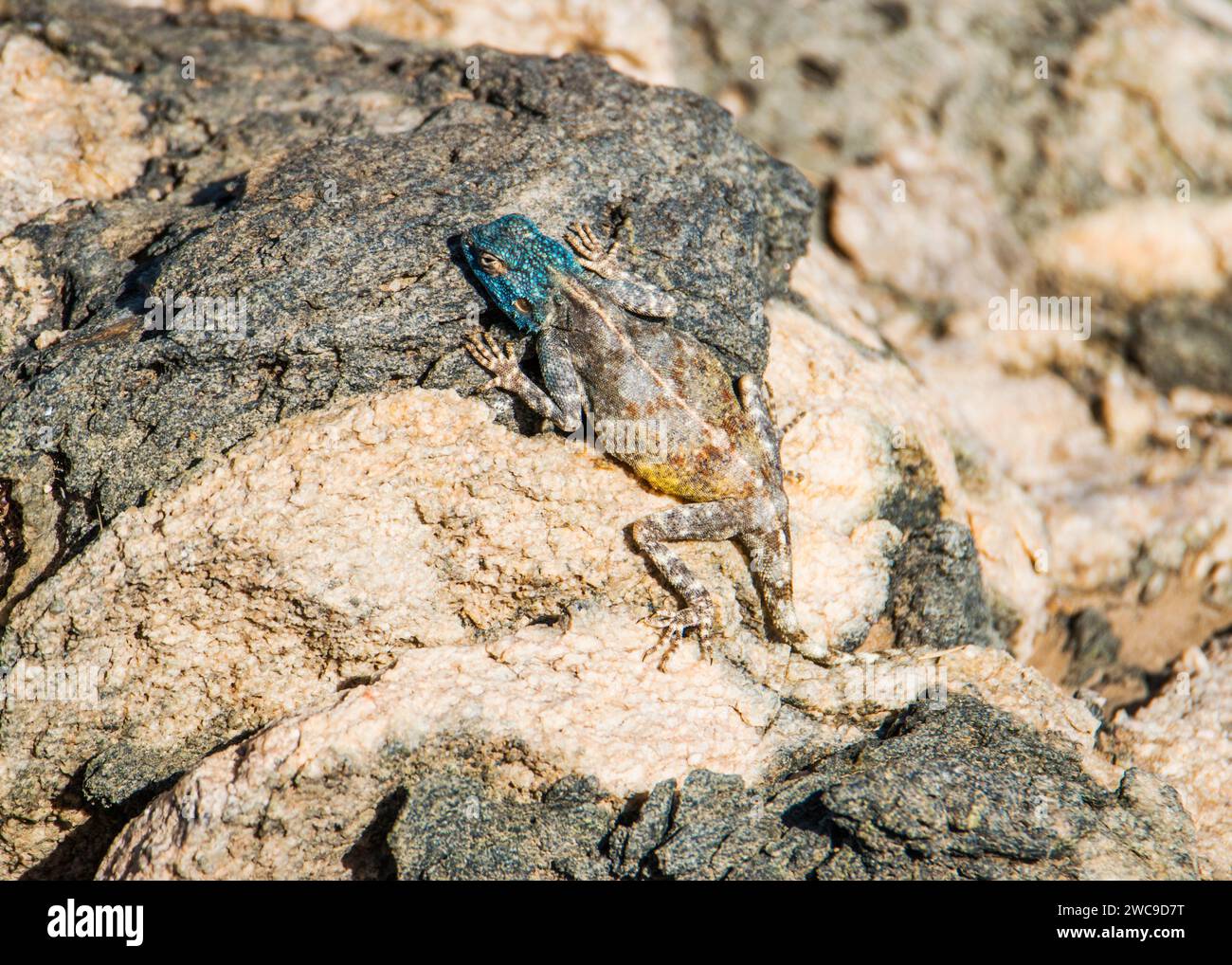 Namibie Lüderitz Agama de Knobel et Agama d'Anchieta Banque D'Images