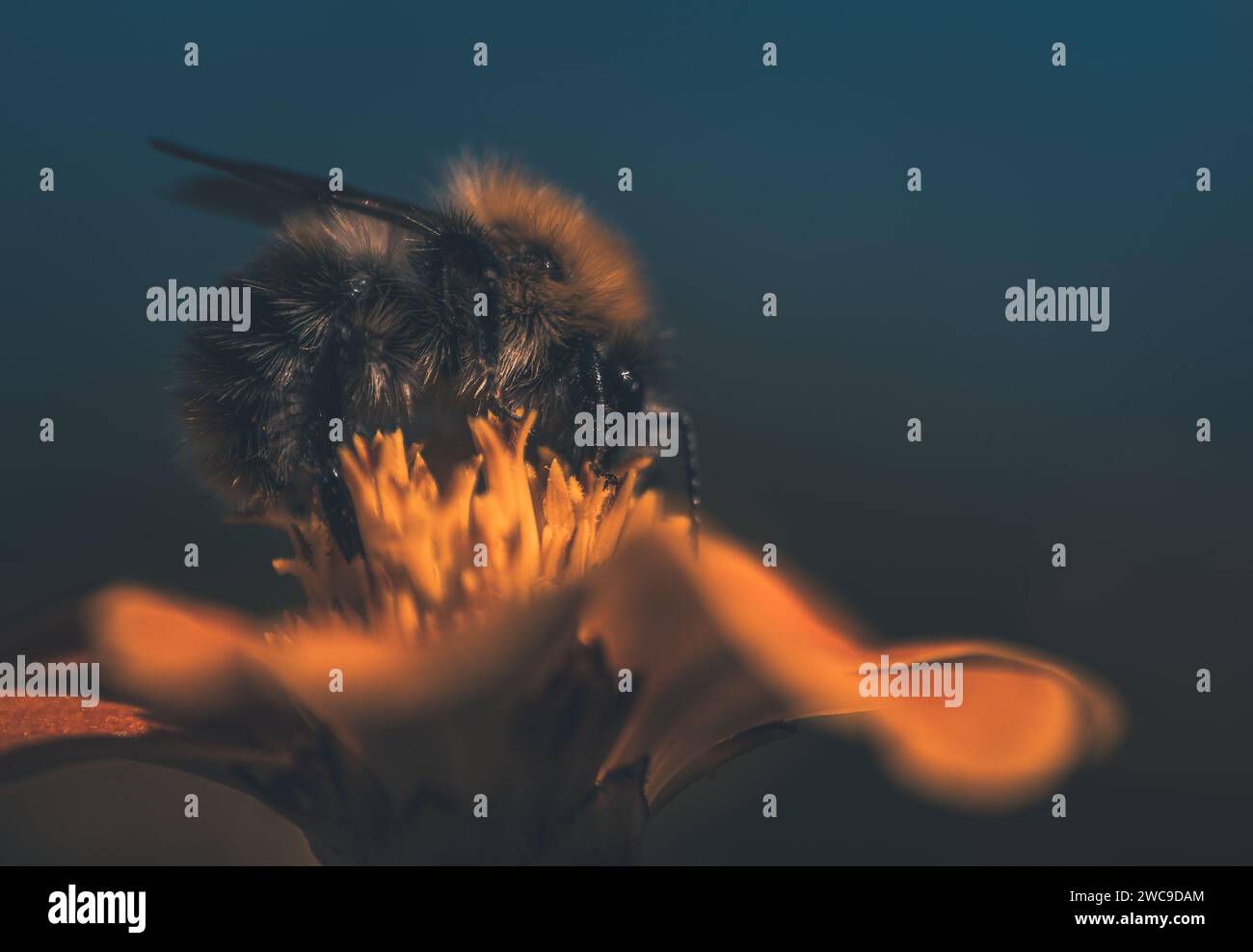 Gros plan d'une abeille perchée sur une fleur Banque D'Images