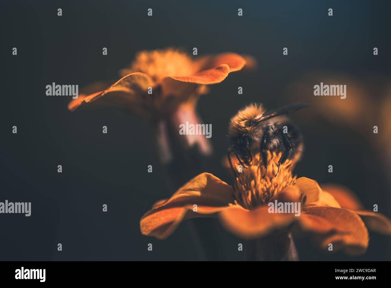 Gros plan d'une abeille perchée sur une fleur Banque D'Images