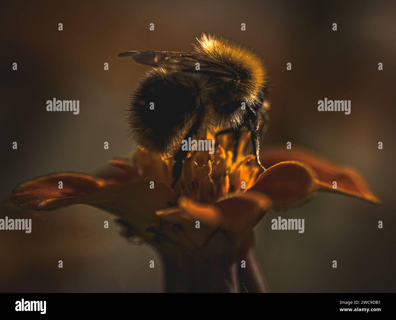 Gros plan d'une abeille perchée sur une fleur Banque D'Images