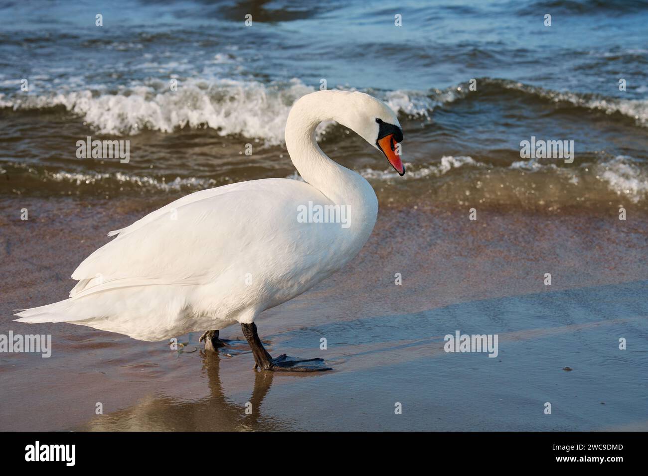 Cygne blanc sur les rives de la mer Baltique en Pologne. Cygne sauvage dans la nature Banque D'Images