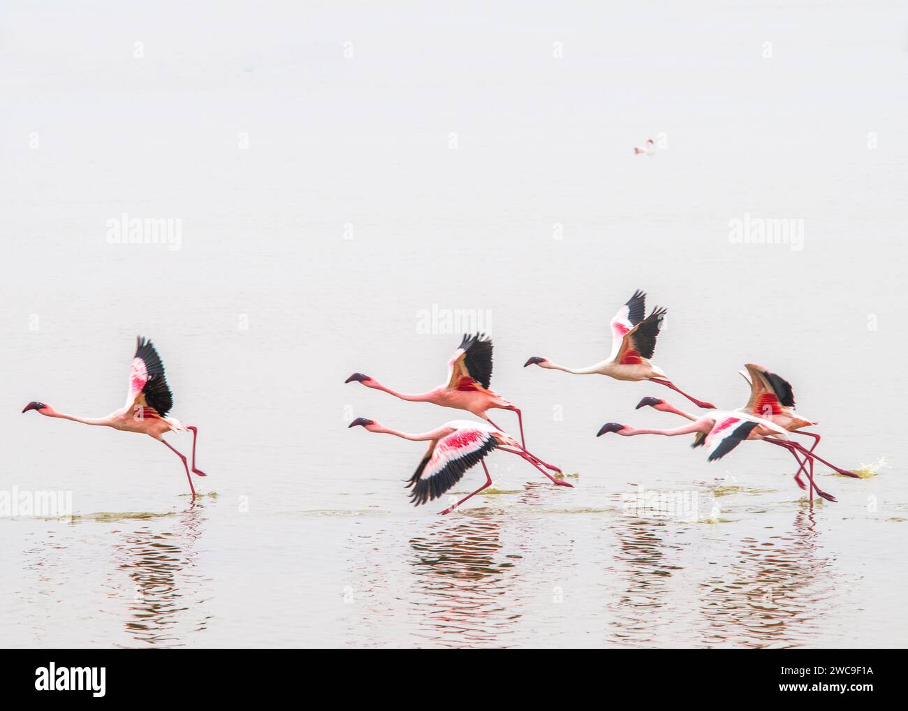 Namibie Swakopmund Pelican point - Grand et petit Flamingo Banque D'Images