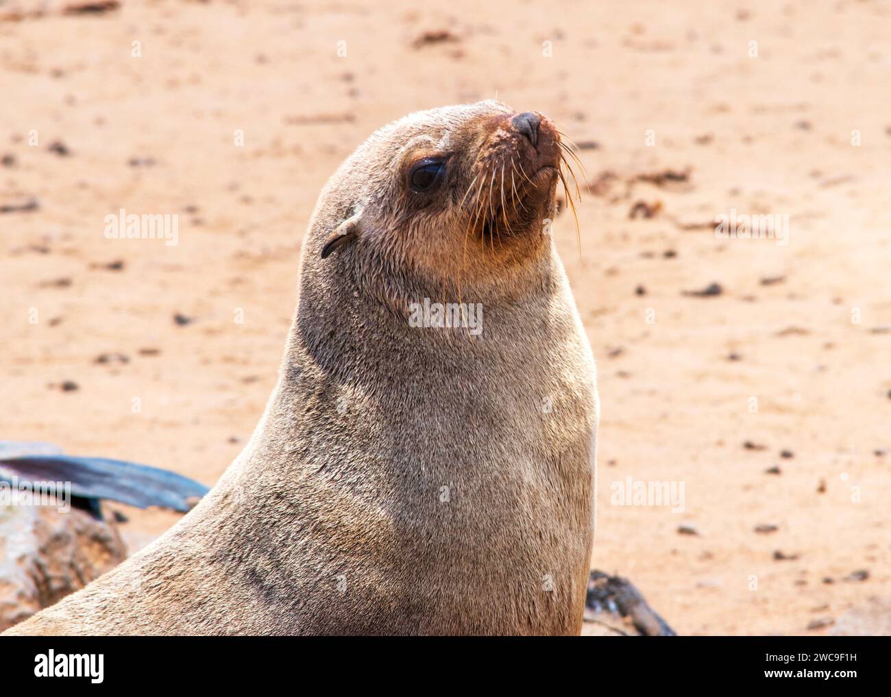 Namibie Cape fur Seals Cape Cross Skeleton Coast Banque D'Images