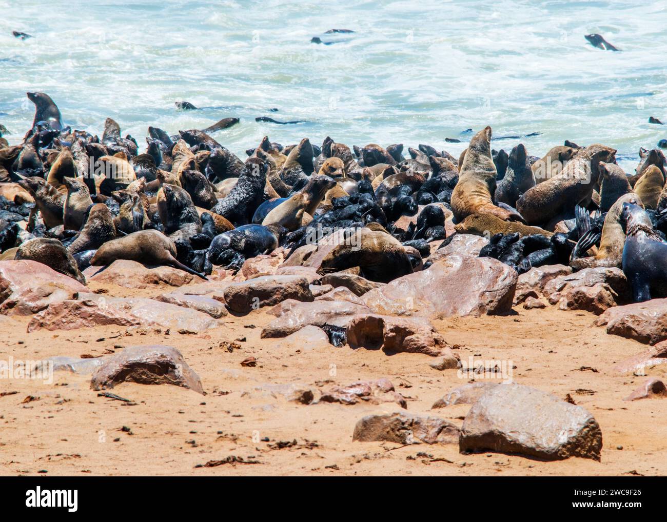 Namibie Cape fur Seals Cape Cross Skeleton Coast Banque D'Images