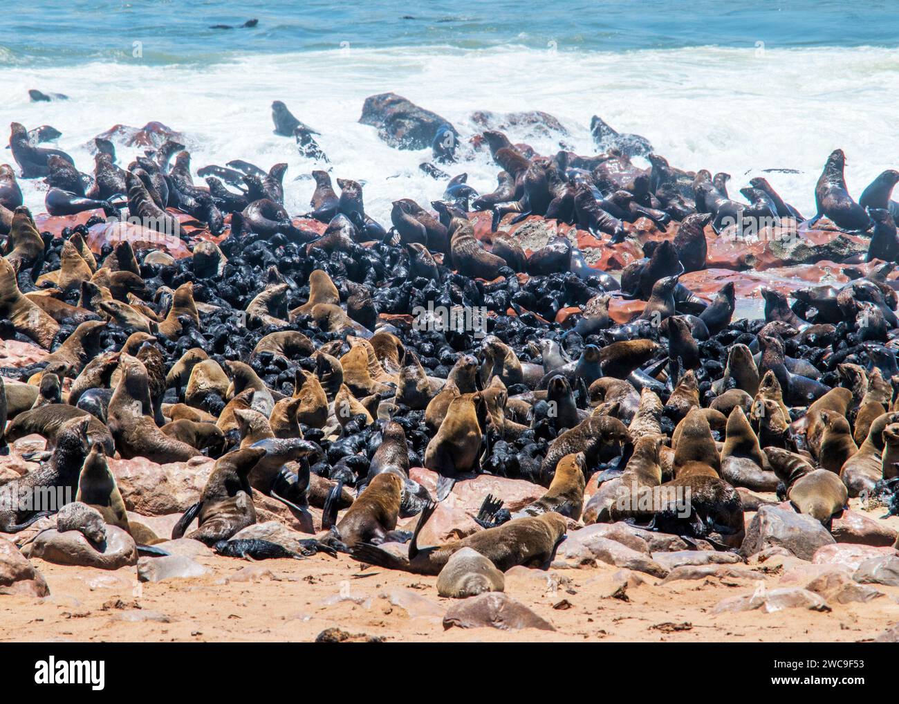 Namibie Cape fur Seals Cape Cross Skeleton Coast Banque D'Images