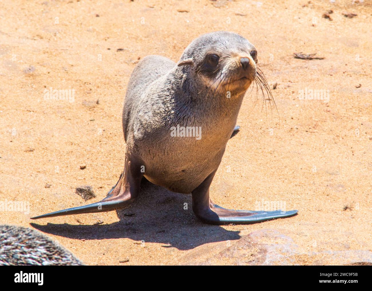 Namibie Cape fur Seals Cape Cross Skeleton Coast Banque D'Images