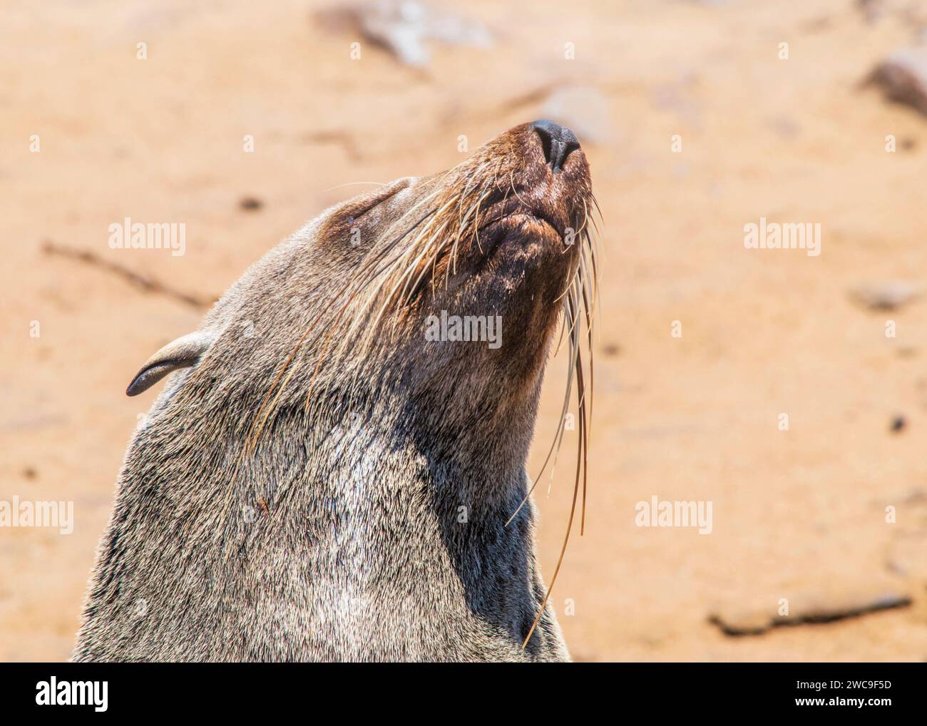 Namibie Cape fur Seals Cape Cross Skeleton Coast Banque D'Images